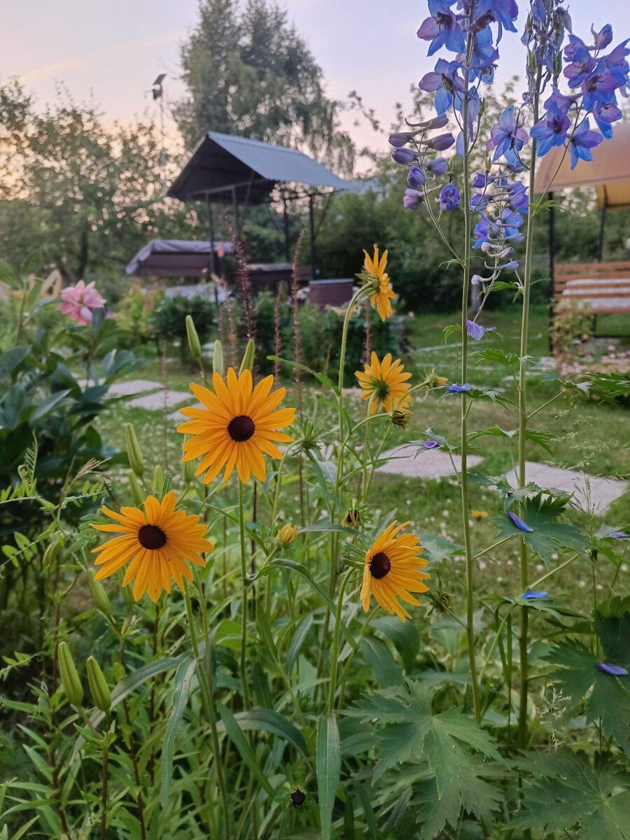 Рудбекия, дельфиниум
