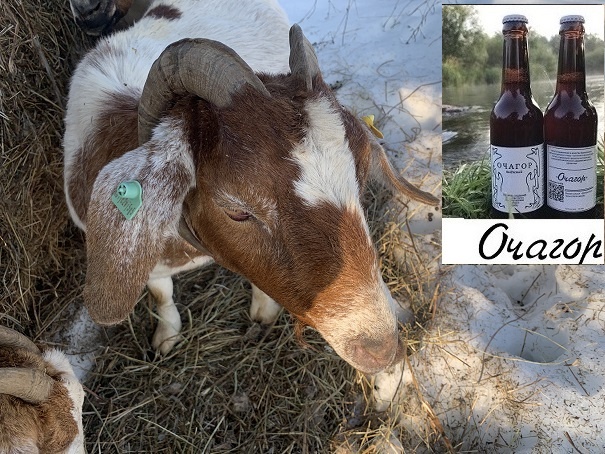 Как новая коза оказалась тещей