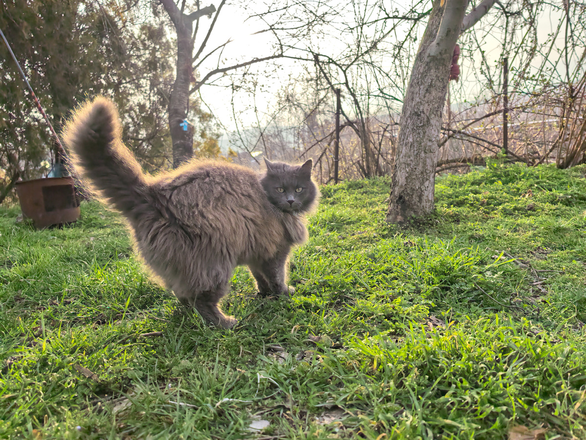 Подсвеченная утренняя кошка