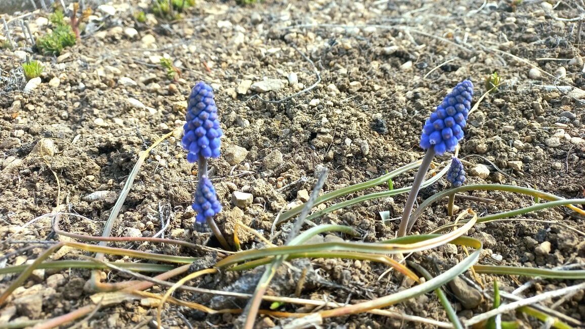 Мускари зацвели.