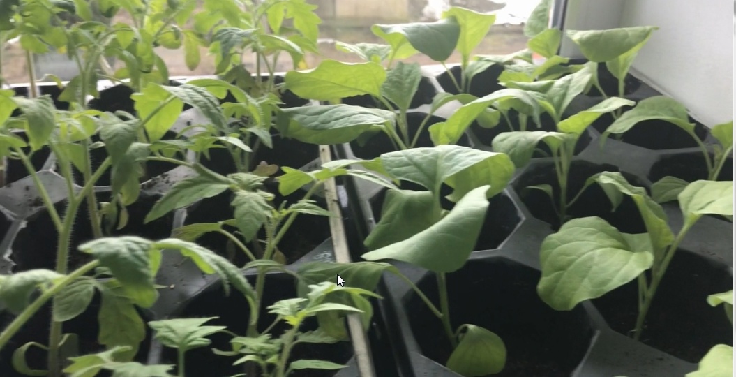 Уход за рассадой томатов после пикировки.