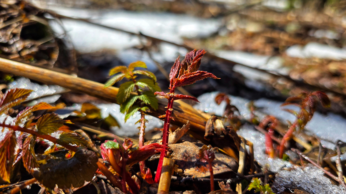 Таволга вязолистная или "русская ваниль" в нашем лесу