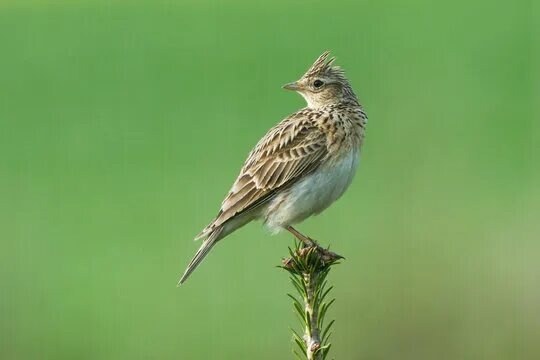 Жаворонок полевой. Сейчас их можно встретить вдоль рек, на пашнях, где появились проталины.