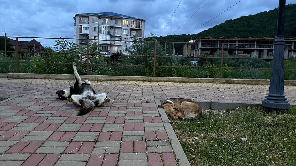    Фото: телеканал «Краснодар»