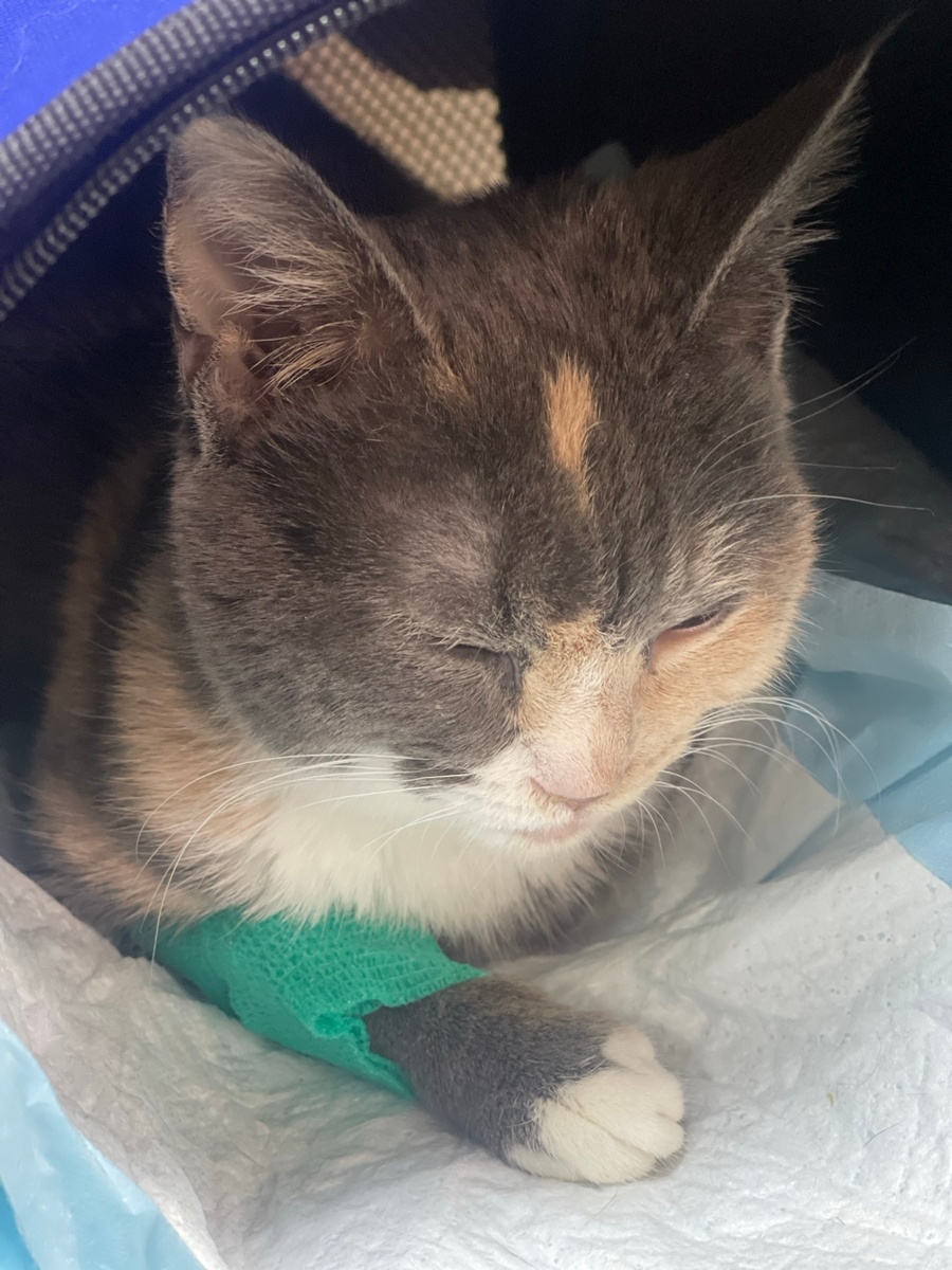 Муиза ждет КТ