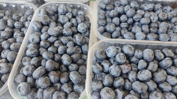    © Sputnik / Ольга Деменчук