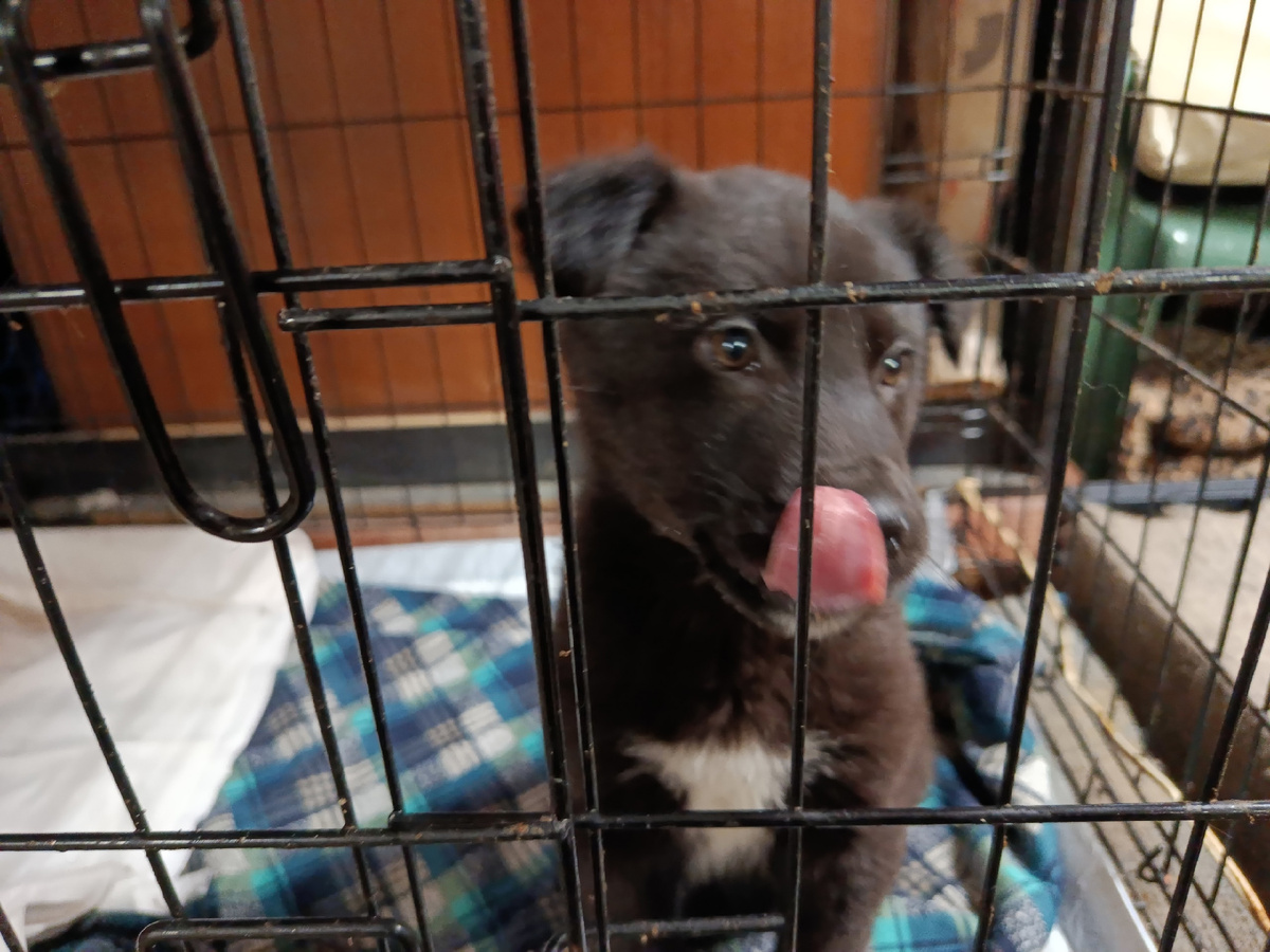 Малышка Кэти 