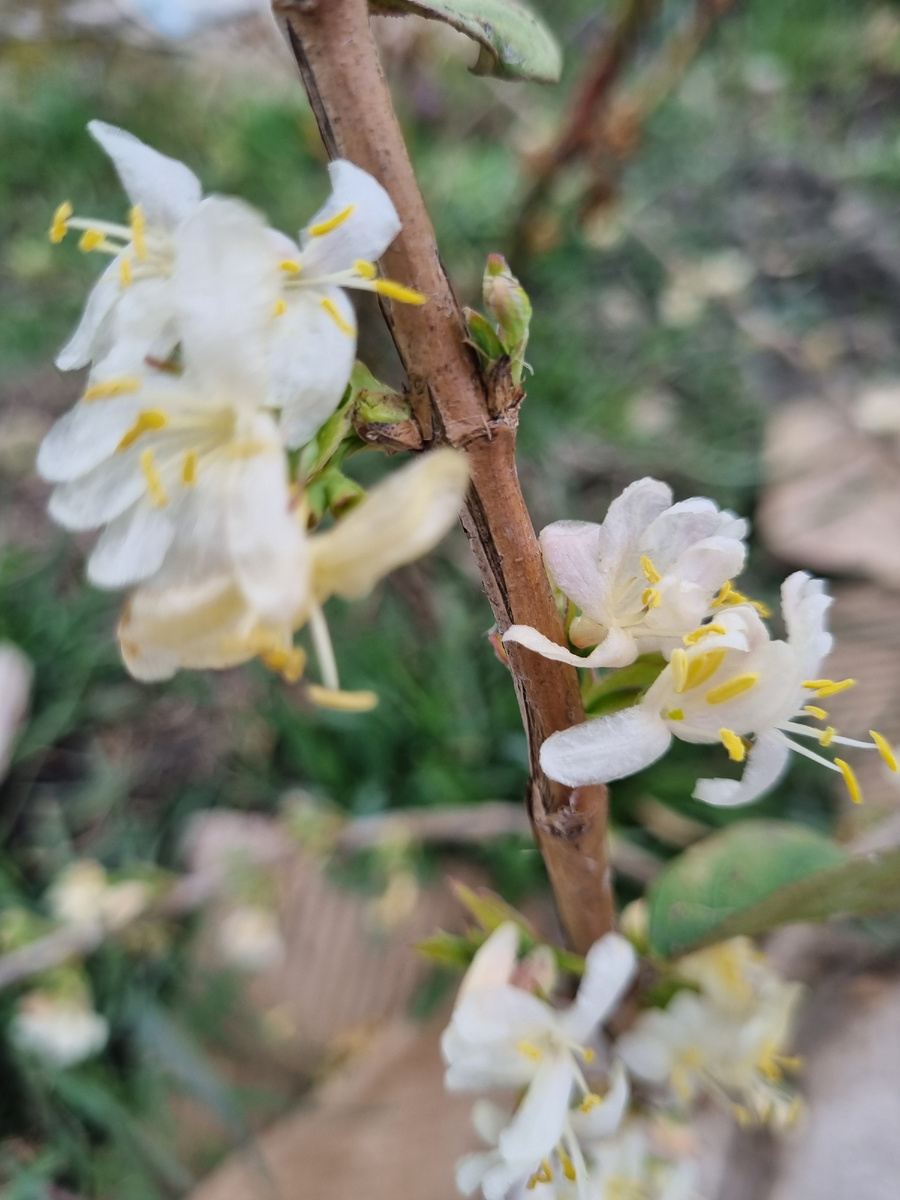 Жимолость душистейшая