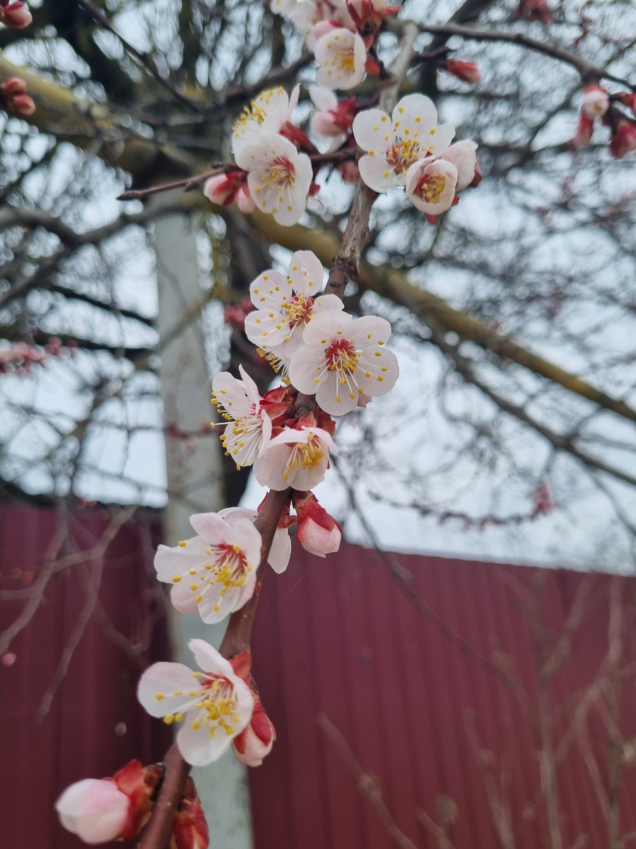 Абрикос цветет