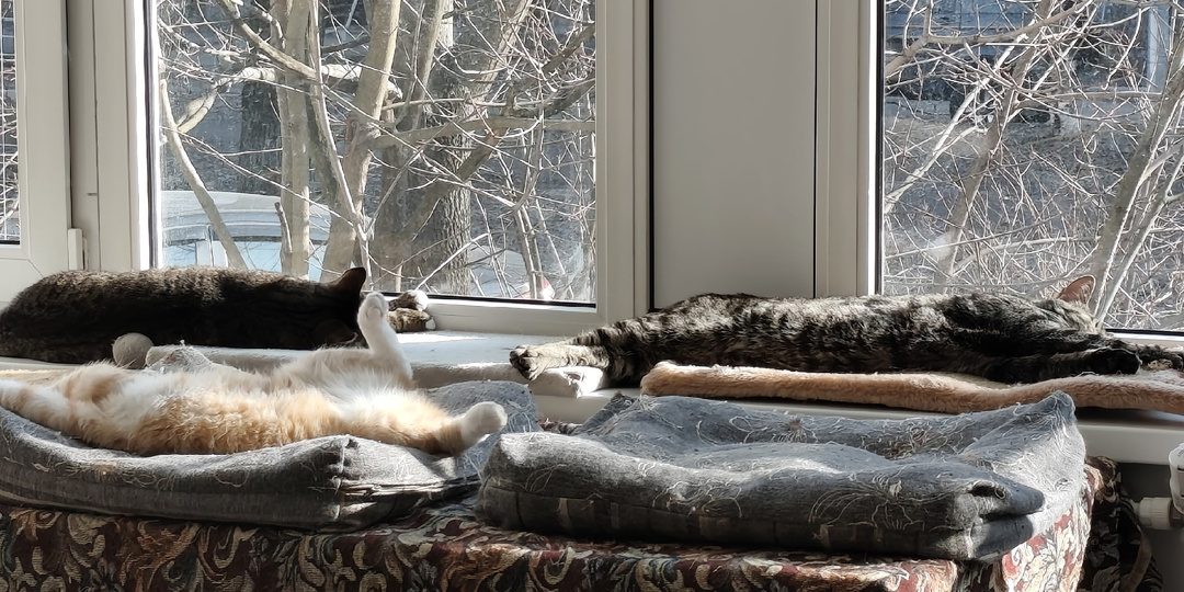 Добрых снов от котов 🐈‍⬛🐈🌛🌚