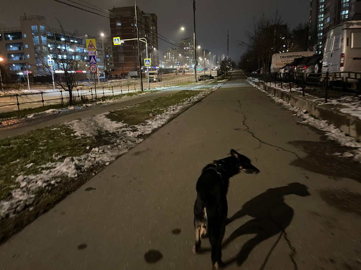 Хотя... Если долго рядом с дорогой ходить, то... Не так уж и страшно становится 😅!