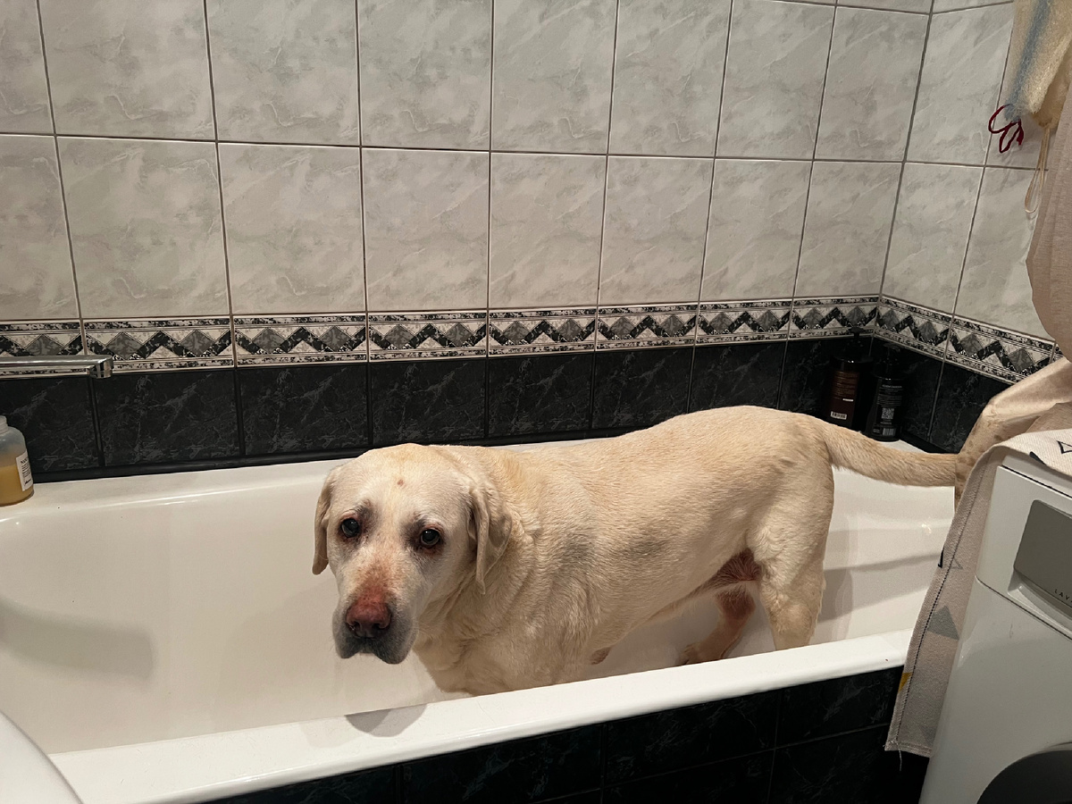 В отличие от предков, Нора явно не в восторге от банных процедур😁