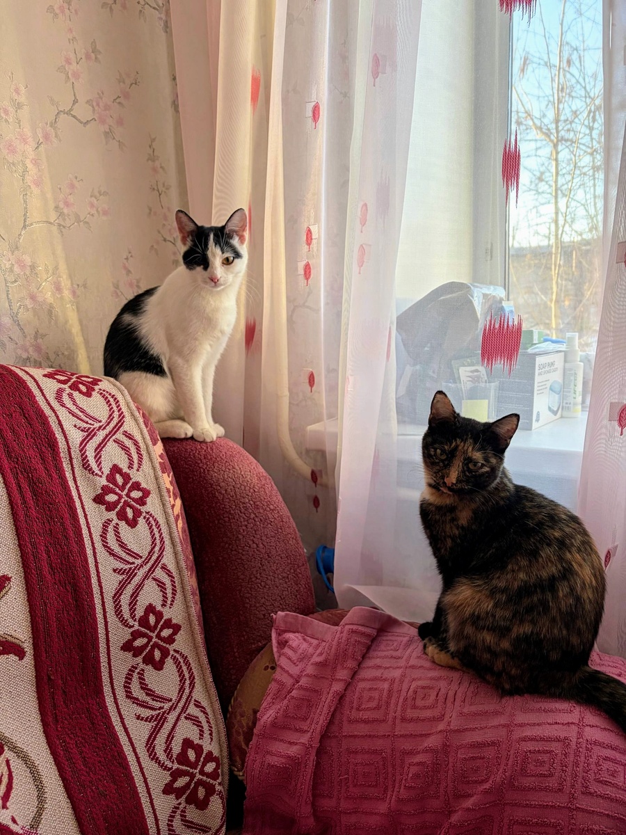 Ева и Веста теперь всегда будут вместе