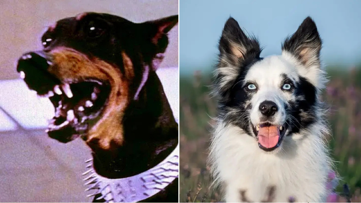 Доберманы и бордер-колли