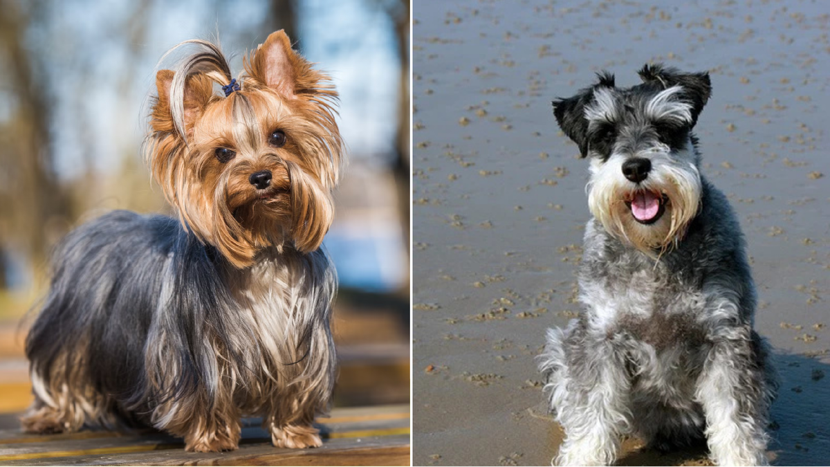 Мелочь пузатая