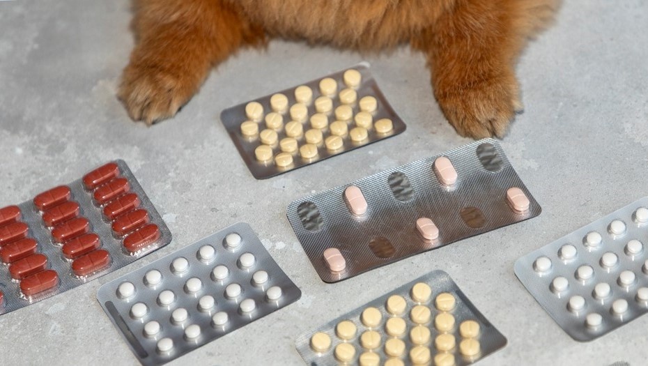    Автор фото: Mari Zaro / Shutterstock / FOTODOM