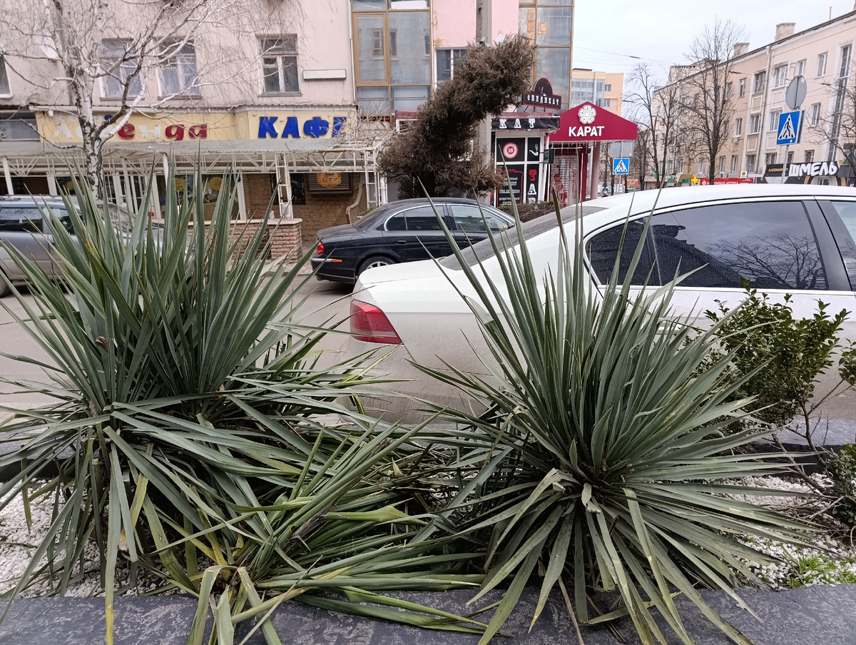 Вечнозелёная клумба в центре Донецкаю