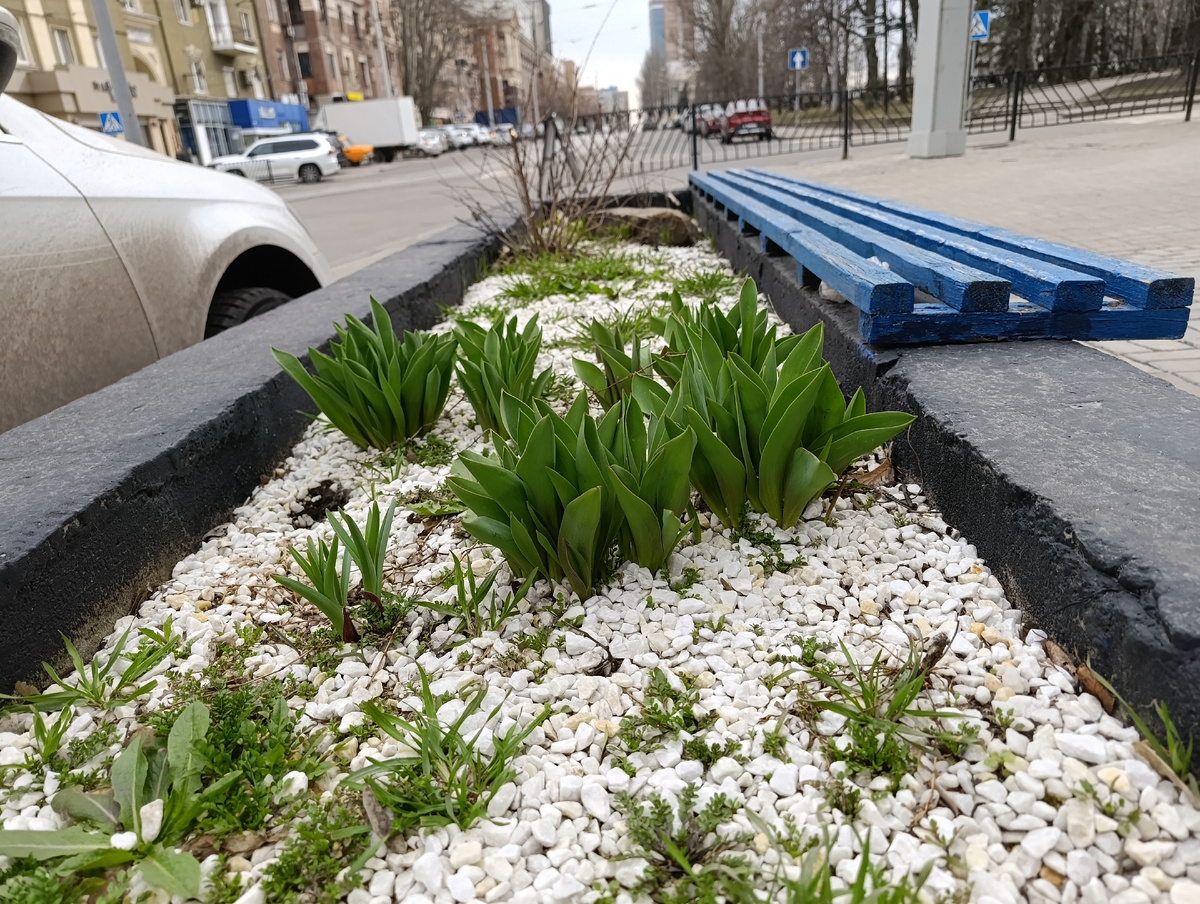 Вечнозелёная клумба в центре Донецка.