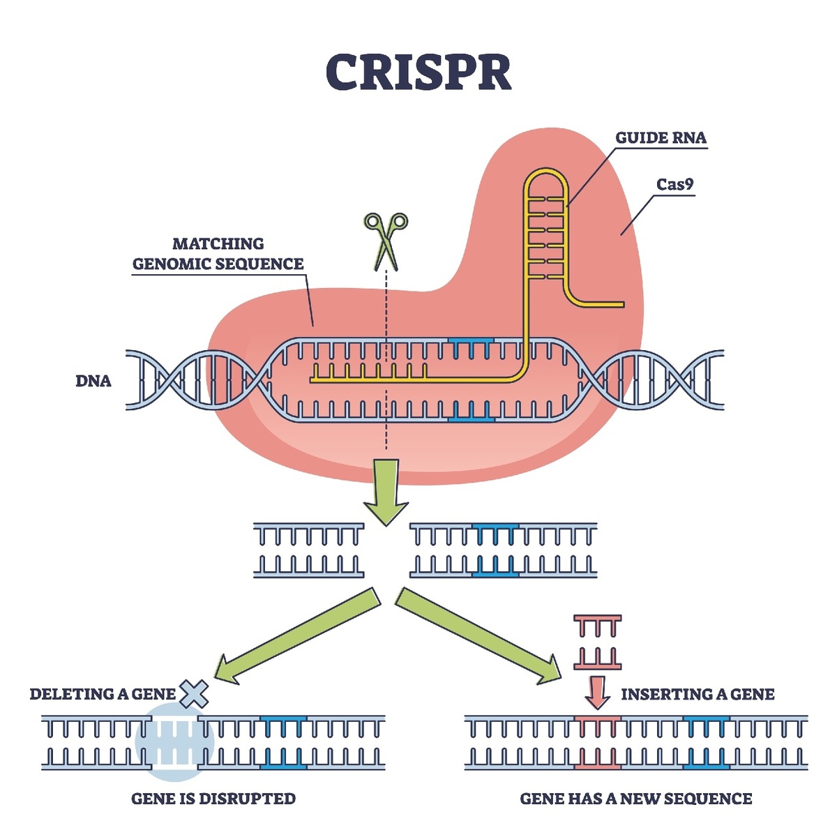    Работа системы CRISPR–Cas9.Shutterstock.com
