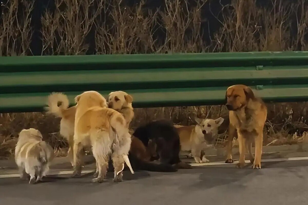  Семеро украденных собак, сбежавших от похитителей. © sohu.com