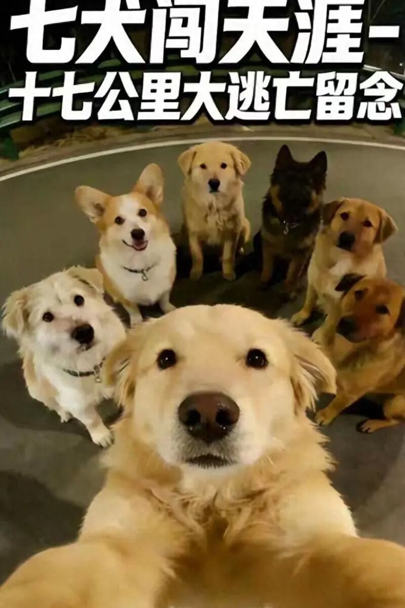  Семеро украденных собак, сбежавших от похитителей. © sohu.com