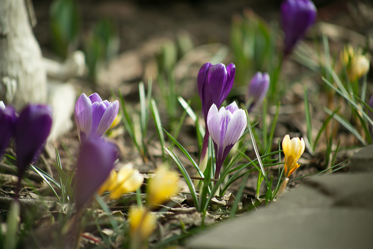 Автор фото Елена Якимова / Greenfingers