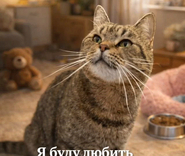 😺Ласковый парень Василий продолжает искать свой дом👑🏡