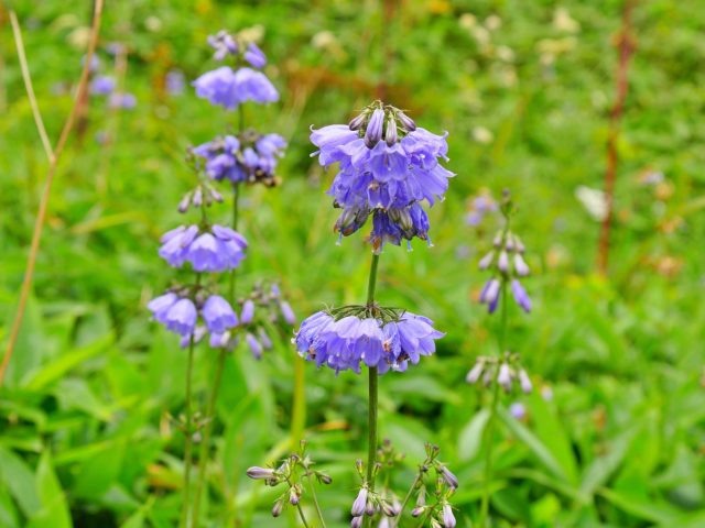 Аденофора, или бубенчик — идеальный «колокольчик» для малоуходного сада  📷
