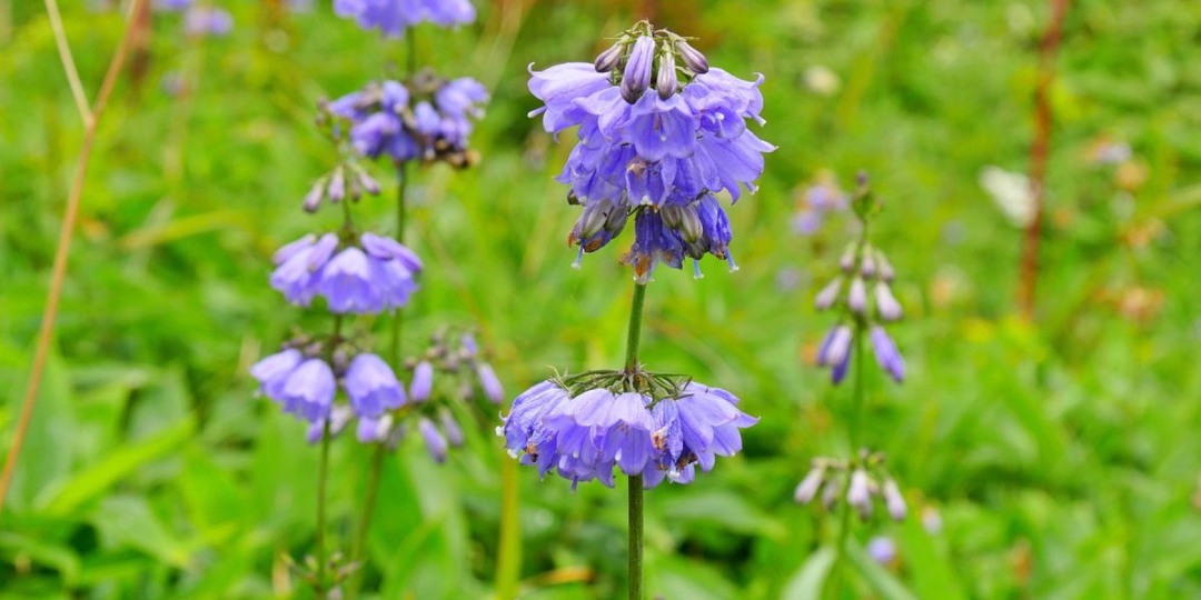 Аденофора, или бубенчик — идеальный «колокольчик» для малоуходного сада