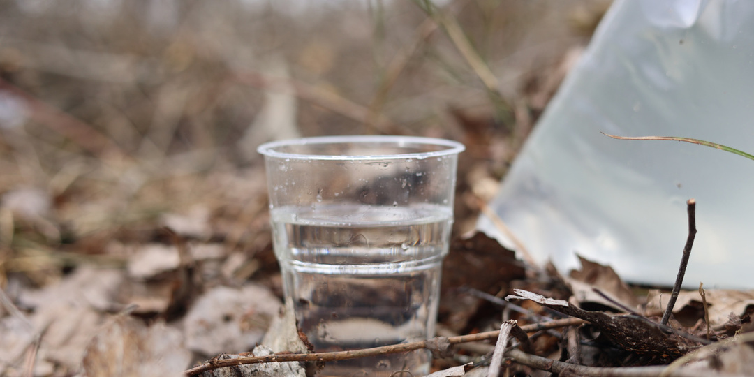 До первой березовой почки. В Глушанском лесничестве приступили к заготовке березовика