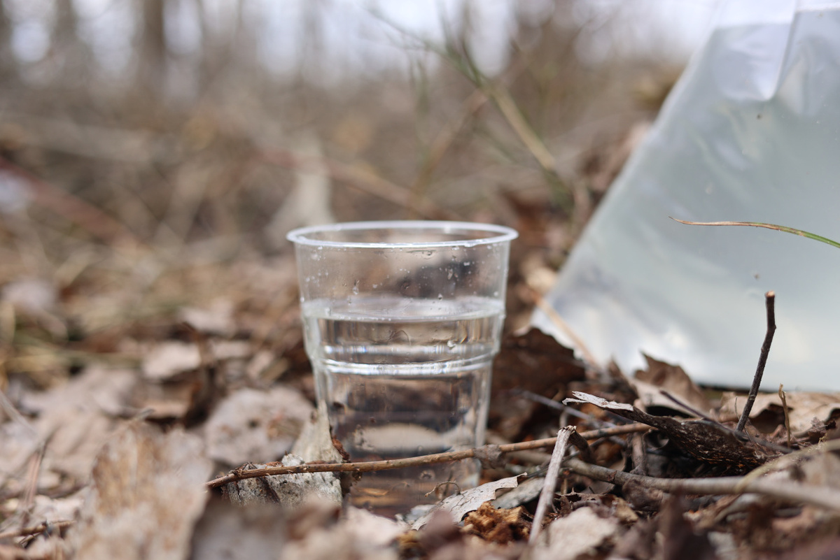    До первой березовой почки. В Глушанском лесничестве приступили к заготовке березовика