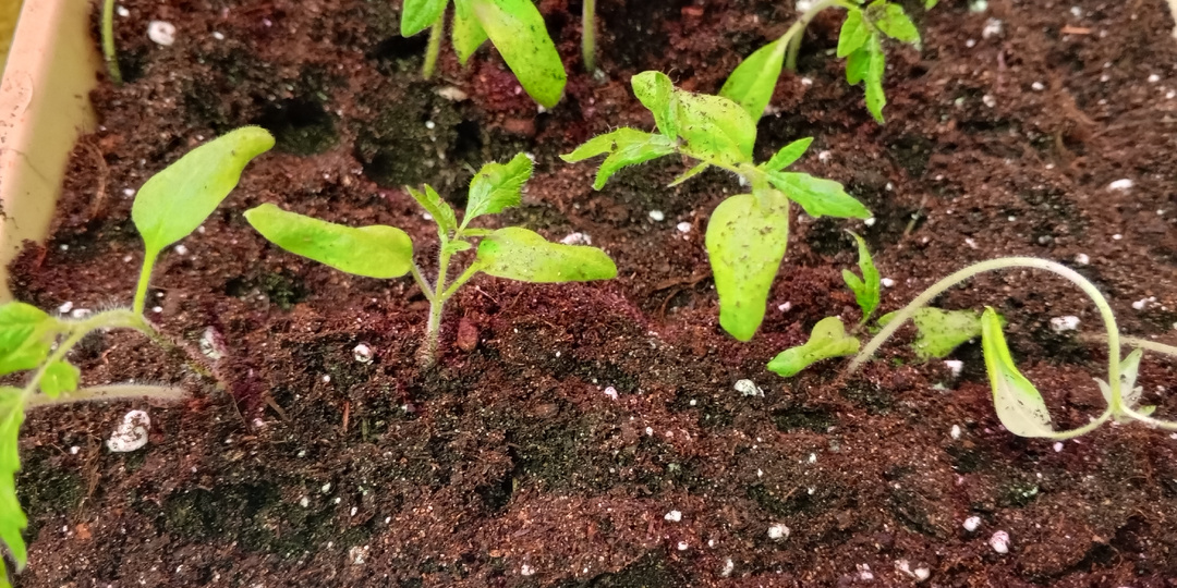 Тонкие и звонкие. Это про мои томаты