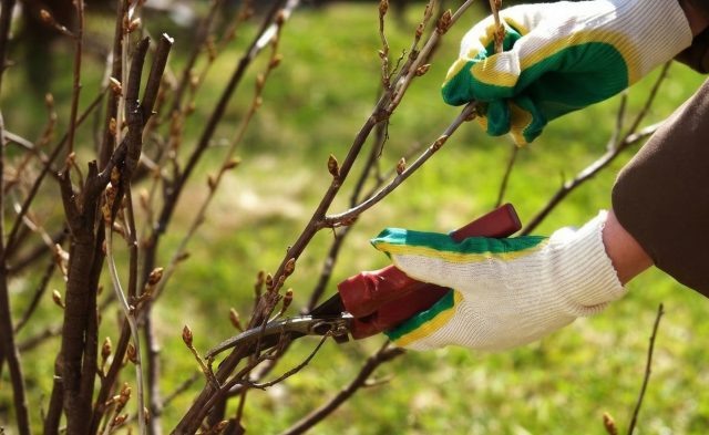 Весенний уход за смородиной: что важно успеть до начала цветения  📷
