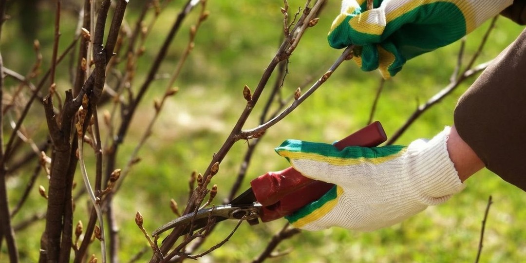 Весенний уход за смородиной: самые важные дела, от которых зависит урожай