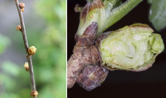 Почки смородины могут рассказать о состоянии куста больше всего. Нормальные почки небольшие и плотные, а вздутые и округлые часто поражены почковым клещом (пример на фото) — вредителем, который зимует внутри и способен полностью лишить куст урожая.  📷
