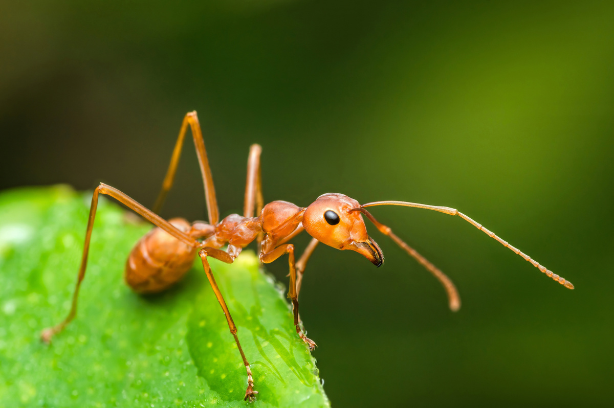 Pawich Sattalerd/istock