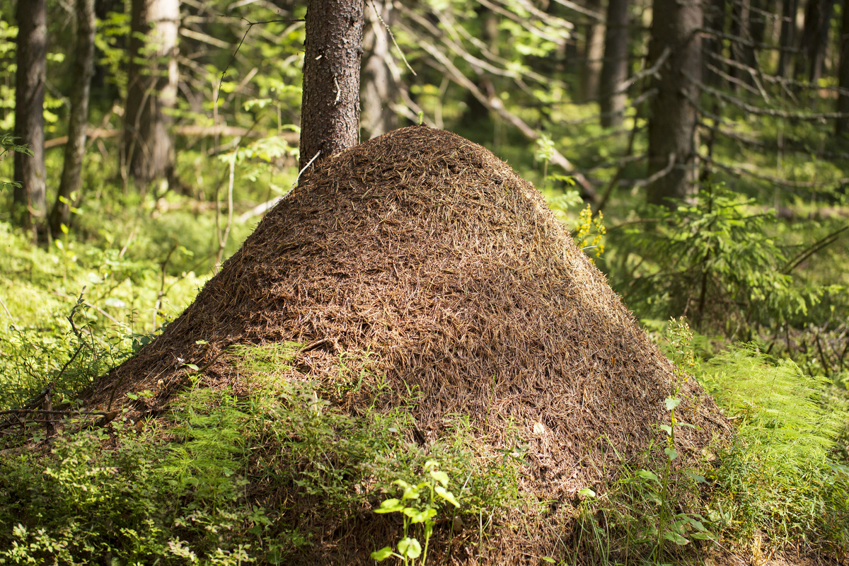 Aleksandr Potashev/istock
