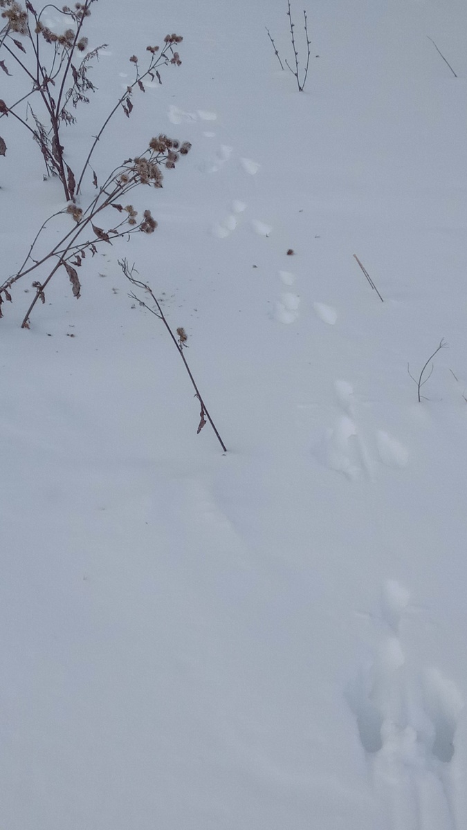 Заячьи следы. Свежие...