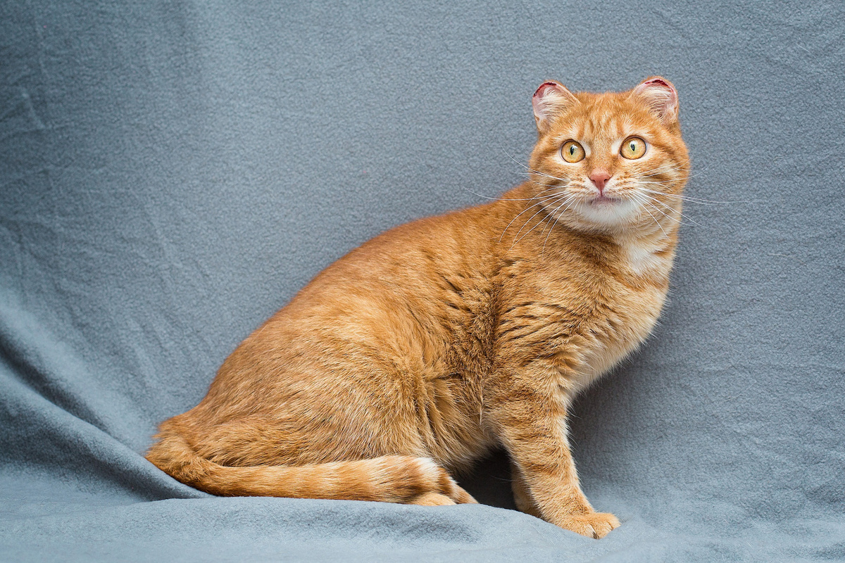 Первая фотосессия была уже после того, как кошка пришла в себя