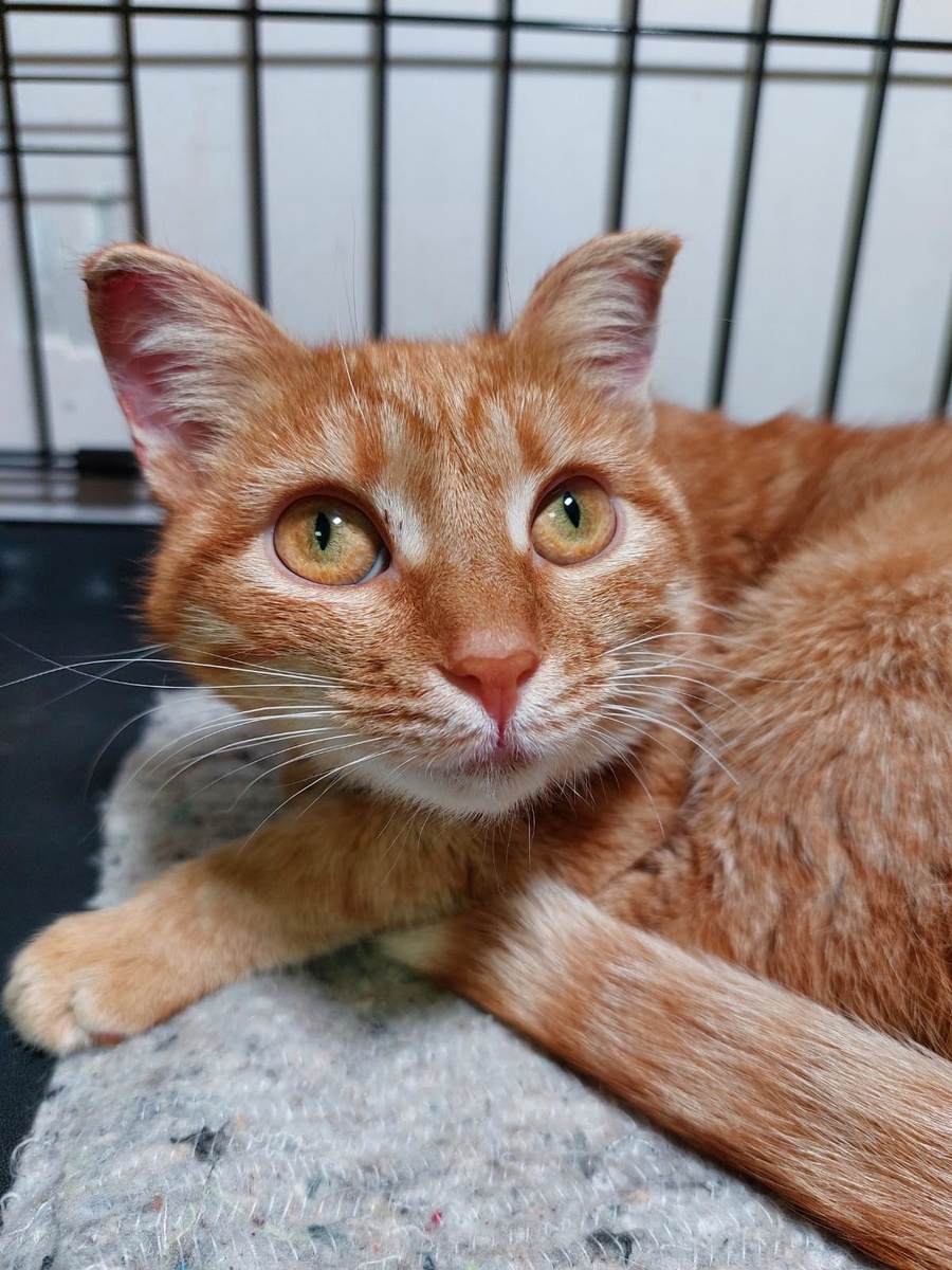 Кошка-боец. В такой мороз здоровые-то не все выживают