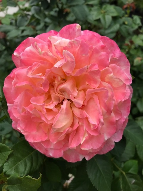 Фото из личного архива. Просто для красоты.