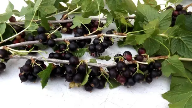 Секреты выбора сорта черной смородины от питомниководов: Готовимся к посадкам вместе!