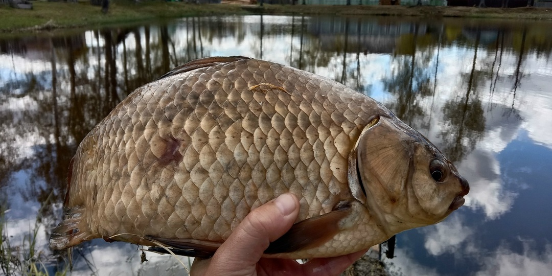 При какой температуре воды проходит нерест у САМЫХ распространенных пресноводных рыб