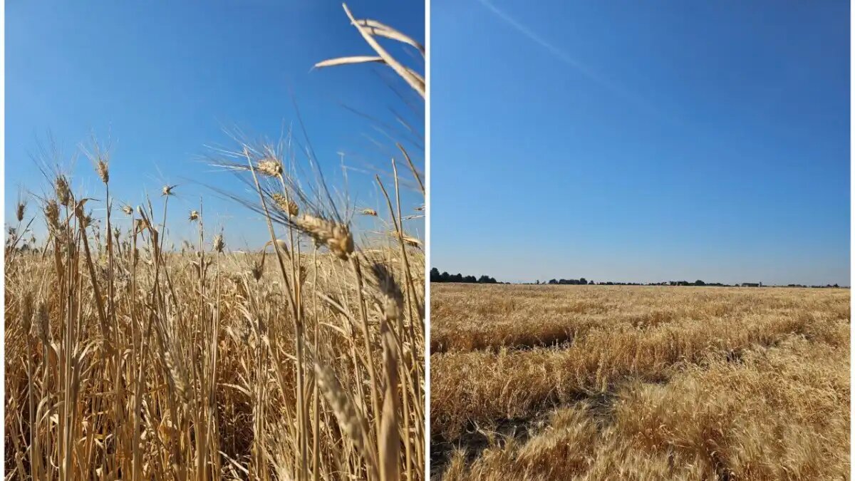 Фото: Явар Хабиб, Сколтех
Ученые вывели 60 новых линий пшеницы, сочетающих холодостойкость и высокие показатели клейковины (на фото полевая работа научной группы)