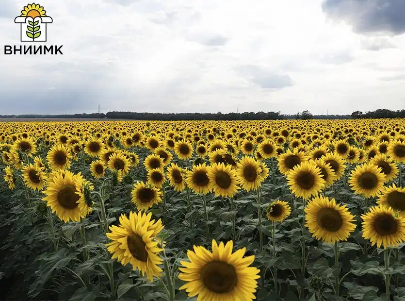 RUSEED и ВНИИМК зарегистрировали три высокопродуктивных гибрида подсолнечника (фото: ВНИИМК)