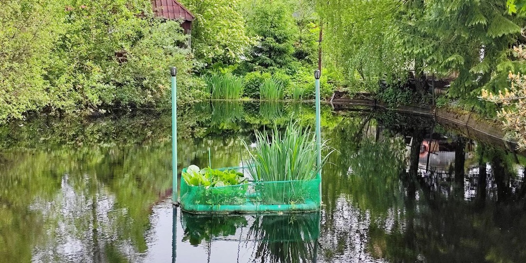 Спасение пруда в жаркое лето 2026: от профилактики хлореллой до препаратов «скорой помощи». Личный опыт