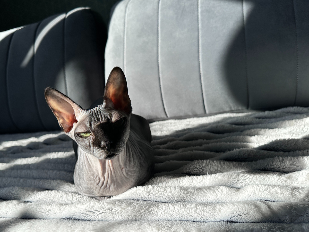 Наша старшая канадка Котя, в 2026 ей исполнилось 7 лет 🖤