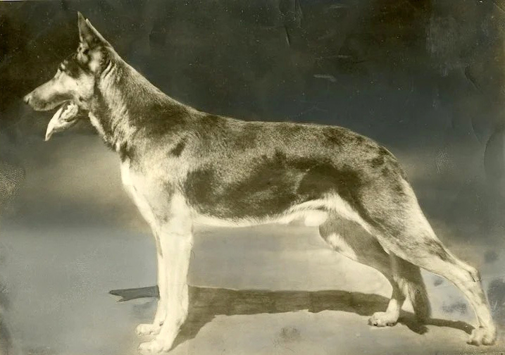 Long-Worth Kennels (АКС), 1912