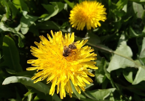    Фото Светланы Журавка Валерия Стальная