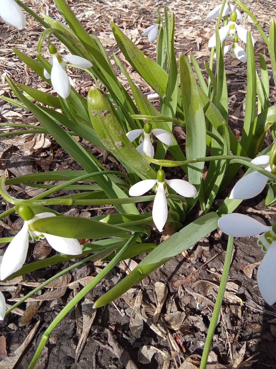 Подснежники в парке Академический. Фото автора статьи